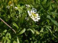 Calepina irregularis 7, Kalkraket, Saxifraga-Ed Stikvoort