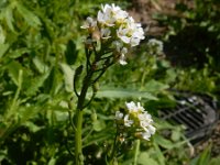 Calepina irregularis 8, Kalkraket, Saxifraga-Ed Stikvoort