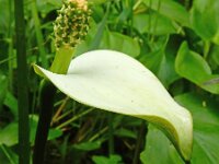 Calla palustris 29, Slangenwortel, Saxifraga-Ed Stikvoort