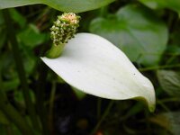 Calla palustris 30, Slangenwortel, Saxifraga-Ed Stikvoort