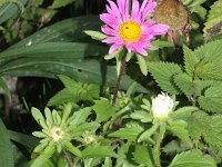 Callistephus chinensis 2, Saxifraga-Rutger Barendse