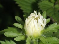 Callistephus chinensis 3, Saxifraga-Rutger Barendse