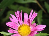 Callistephus chinensis 4, Saxifraga-Rutger Barendse