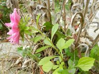 Callistephus chinensis 7, Saxifraga-Rutger Barendse