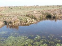 Callitriche obtusangula 4, Stomphoekig sterrenkroos, Saxifraga-Santos Cirujano Bracamonte