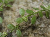 Callitriche stagnalis 2, Gevleugeld sterrenkroos, Saxifraga-Rutger Barendse