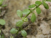 Callitriche stagnalis 3, Gevleugeld sterrenkroos, Saxifraga-Rutger Barendse