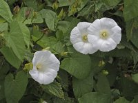 Convolvulus sepium N0695 : Convolvulus sepium, Haagwinde, Larger Bindweed, Hedge Bindweed, Rutland beauty, Bugle Vine, or Heavenly Trumpets