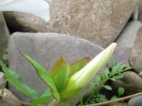 Calystegia sepium 16, Haagwinde, Saxifraga-Rutger Barendse