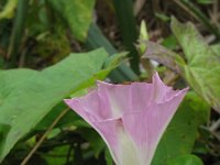 Calystegia sepium 18, Haagwinde, Saxifraga-Rutger Barendse