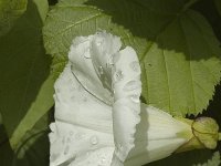 Calystegia sepium 2, Haagwinde, Saxifraga-Marijke Verhagen