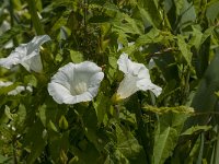 Calystegia sepium 21, Haagwinde, Saxifraga-Jan van der Straaten