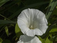 Calystegia sepium 22, Haagwinde, Saxifraga-Jan van der Straaten