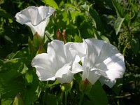 Calystegia sepium 25, Haagwinde, Saxifraga-Ed Stikvoort