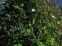 Calystegia sepium 26, Haagwinde, Saxifraga-Ed Stikvoort