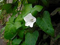 Calystegia sepium 27, Haagwinde, Saxifraga-Ed Stikvoort