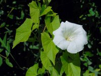 Calystegia sepium 28, Haagwinde, Saxifraga-Ed Stikvoort