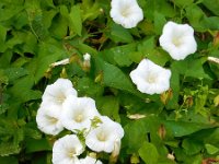 Calystegia sepium 29, Haagwinde, Saxifraga-Ed Stikvoort