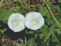 Calystegia sepium 3, Haagwinde, Saxifraga-Marijke Verhagen