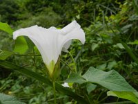 Calystegia sepium 31, Haagwinde, Saxifraga-Rutger Barendse