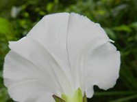 Calystegia sepium 32, Haagwinde, Saxifraga-Rutger Barendse