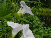 Calystegia sepium 34, Haagwinde, Saxifraga-Rutger Barendse