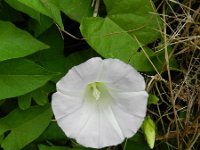 Calystegia sepium 40, Haagwinde, Saxifraga-Rutger Barendse