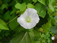 Calystegia sepium 41, Haagwinde, Saxifraga-Rutger Barendse