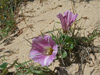 Calystegia sepium 42, Haagwinde, Saxifraga-Jeroen Willemsen