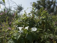 Calystegia sepium 43, Haagwinde, Saxifraga-Willem van Kruijsbergen