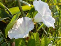 Calystegia sepium 44, Haagwinde, Saxifraga-Ed Stikvoort