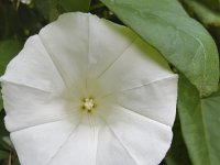 Hedge bindweed, close-up of  flower : hedge bindweed, bindweed, Calystegia sepium, flower, white, leaf, leaves, green, petal, petals, flora, floral, nature, natural, growth, plant, vascular, summer, summertime, flowering, in flower, nobody, no people, wildflower, close-up, macro