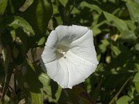 Calystegia sepium 5, Haagwinde, Saxifraga-Jan van der Straaten