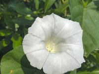 Hedge bindweed, close-up of  flower  Calystegia sepium : bindweed, Calystegia sepium, flora, floral, flower, flowering, green, growth, hedge bindweed, in flower, leaf, leaves, natural, nature, no people, nobody, petal, petals, plant, summer, summertime, vascular, white, wildflower, close-up, macro