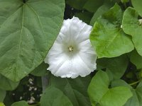 Heggenwinde  Calystegia sepium : bindweed, Calystegia sepium, flora, floral, flower, flowering, green, growth, hedge bindweed, in flower, leaf, leaves, natural, nature, no people, nobody, petal, petals, plant, summer, summertime, vascular, white, wildflower