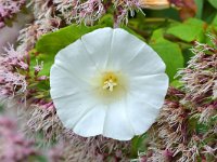 Calystegia sepium 53, Haagwinde, Saxifraga-Tom Heijnen