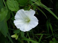 Calystegia sepium 6, Haagwinde, Saxifraga-Peter Meininger