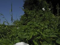 Calystegia sepium 7, Haagwinde, Saxifraga-Rob Felix : Plantae, Plants, Project Natuurbalans, planten