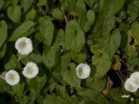 Calystegia sepium 8, Haagwinde, Saxifraga-Jan van der Straaten