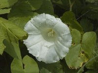 Calystegia sepium 9, Haagwinde, Saxifraga-Marijke Verhagen