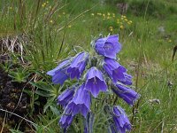 Campanula alpina 15, Saxifraga-Jeroen Willemsen