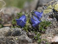 Campanula alpina 17, Saxifraga-Luuk Vermeer