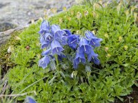 Campanula alpina 19, Saxifraga-Luuk Vermeer