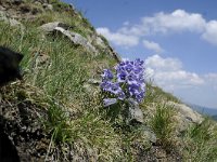 Campanula alpina 23, Saxifraga-Luuk Vermeer