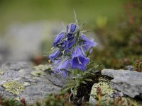 Campanula alpina 26, Saxifraga-Luuk Vermeer