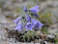 Campanula alpina 27, Saxifraga-Luuk Vermeer