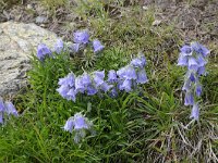 Campanula alpina 28, Saxifraga-Luuk Vermeer