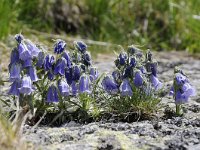 Campanula alpina 32, Saxifraga-Luuk Vermeer