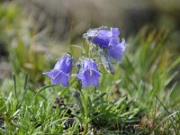 Campanula alpina 33, Saxifraga-Luuk Vermeer