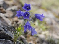 Campanula alpina 38, Saxifraga-Luuk Vermeer